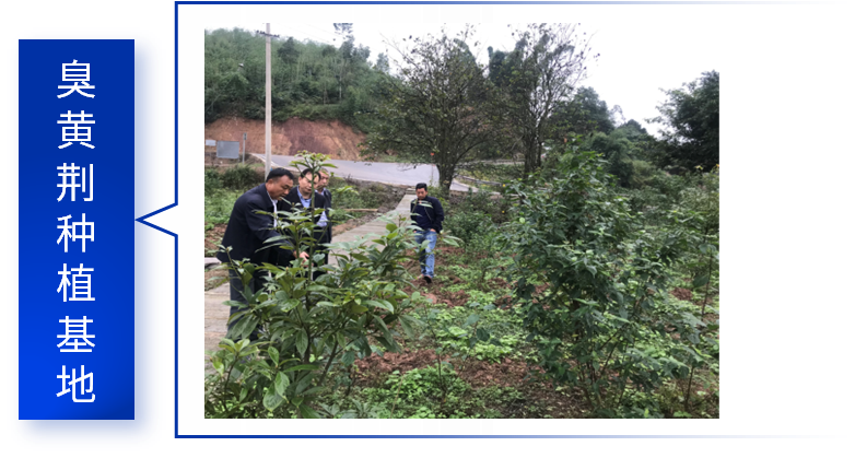 臭黃荊基地.png