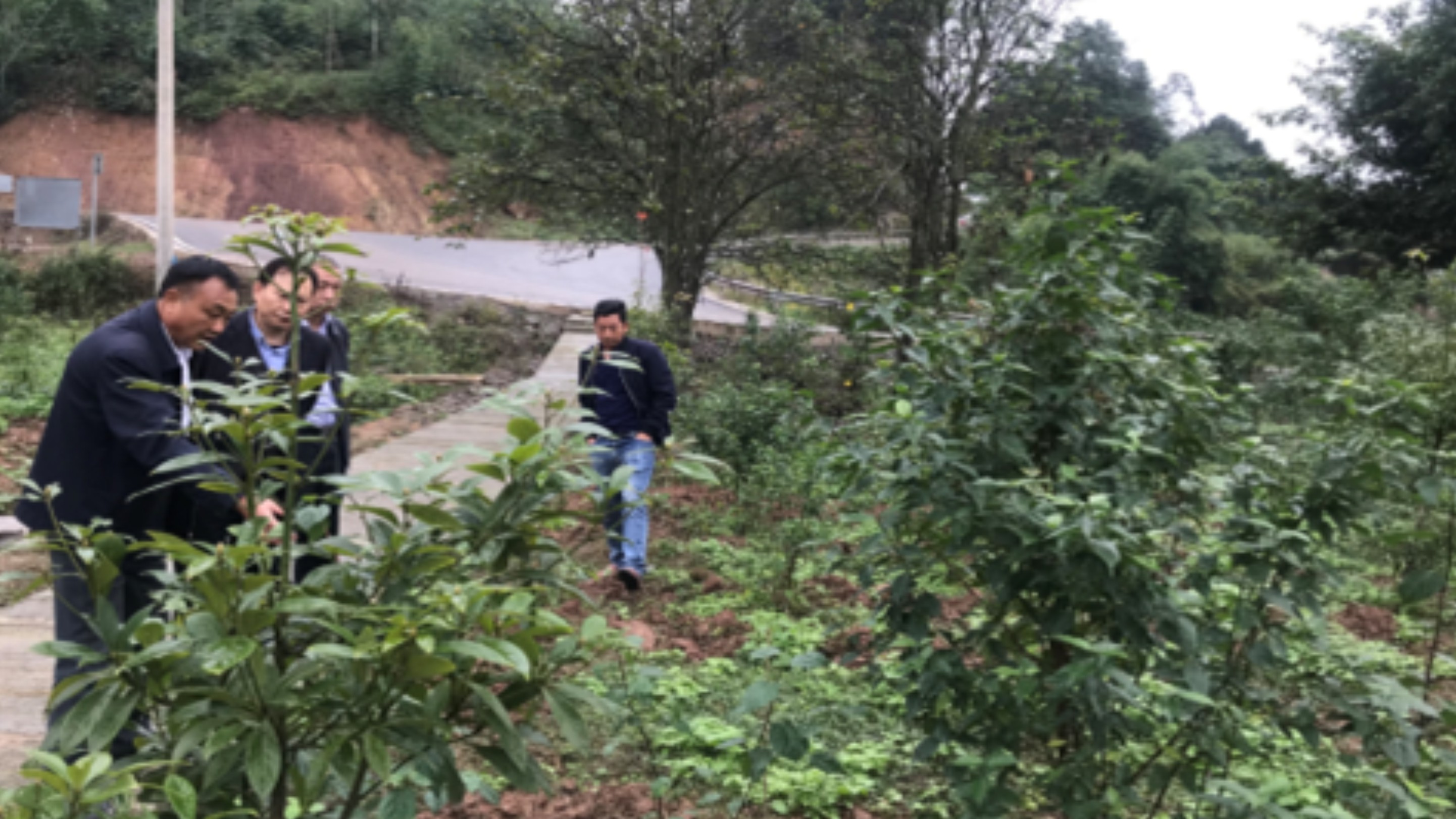 臭黃荊基地
